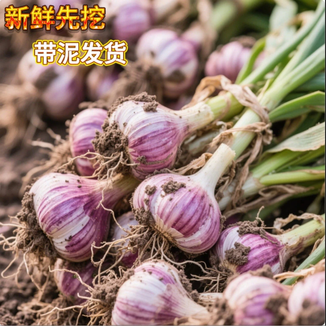 新鲜采挖河南紫皮大蒜现挖现发带泥发货