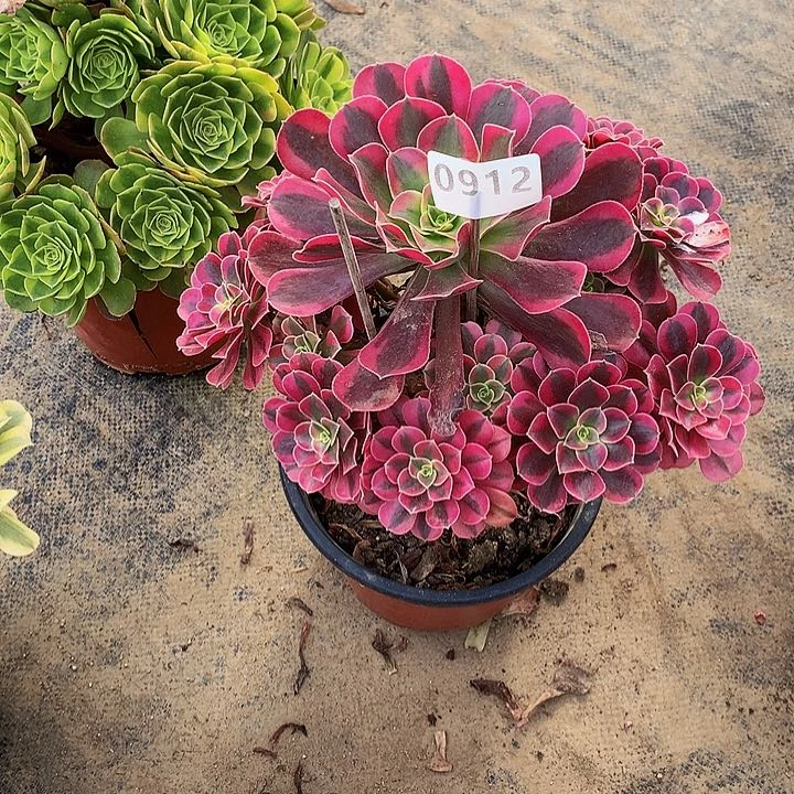 汐*多肉美杜莎9120000