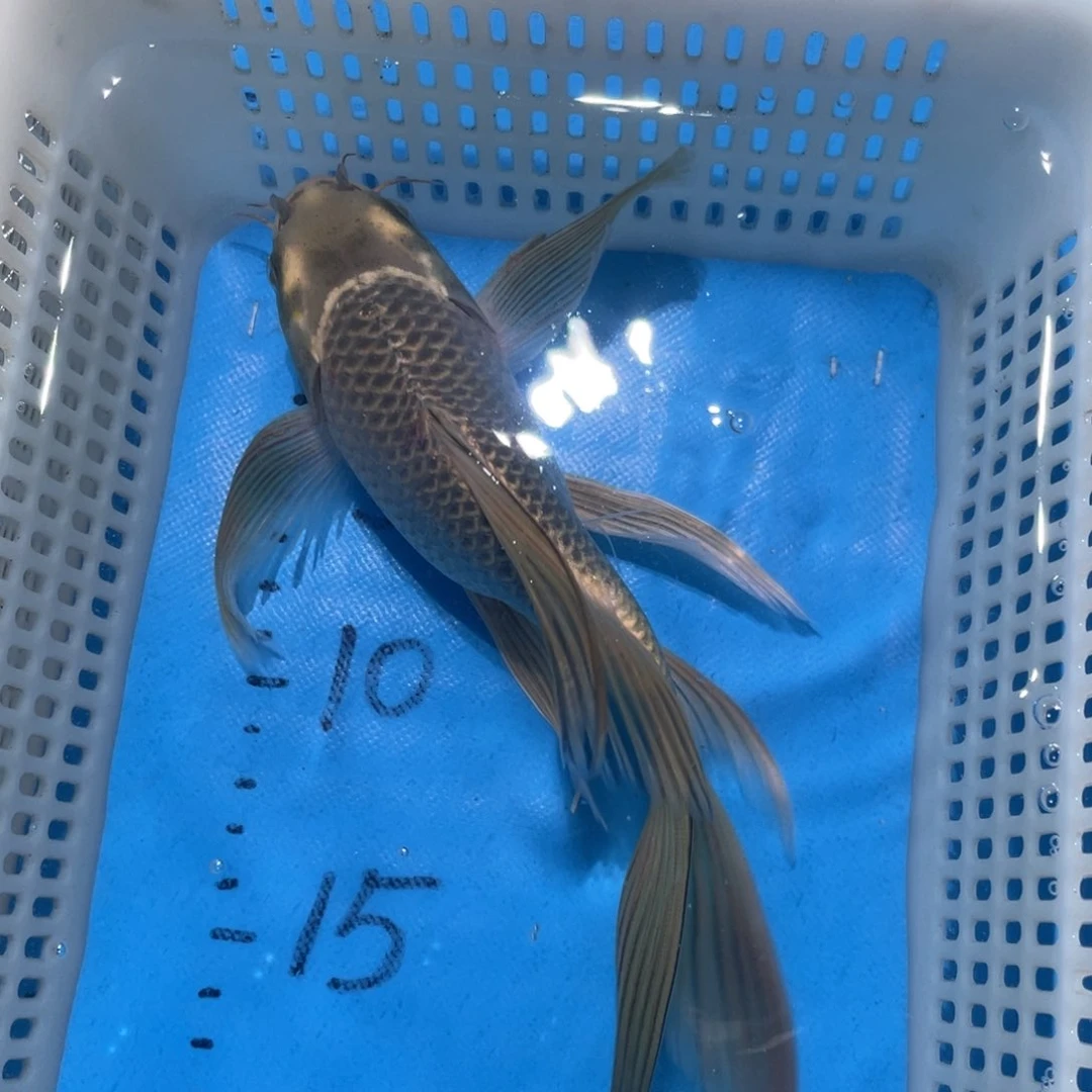 锦鲤锦鲤包邮包售后