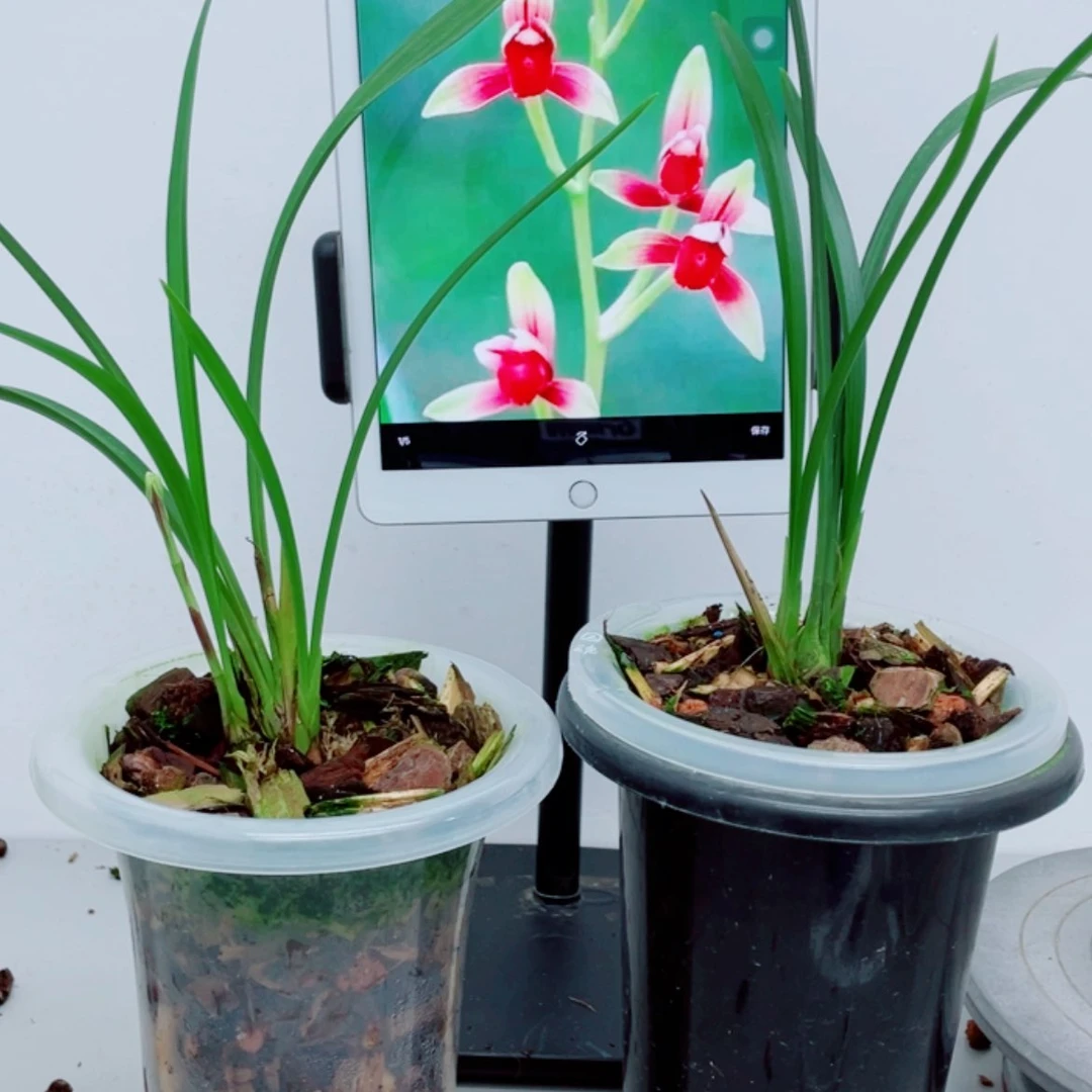 【闪购商品】无花朵成****）