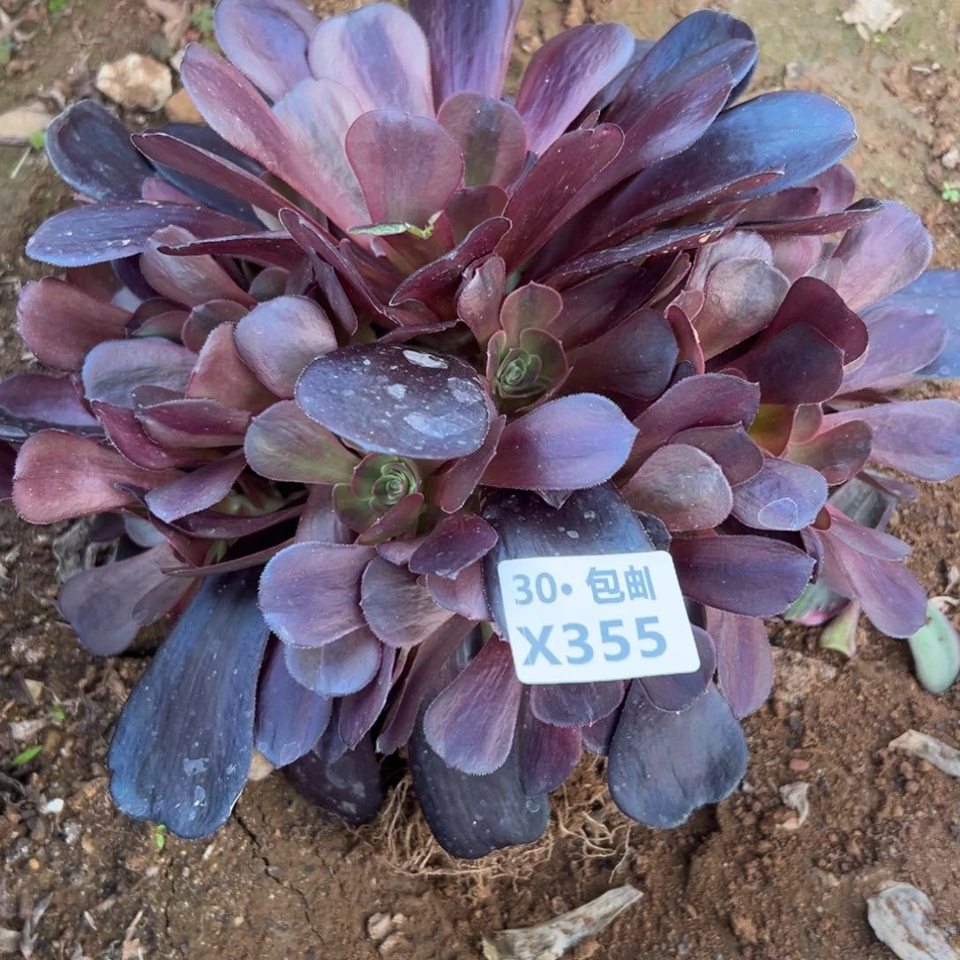 355 爱神，多肉法师