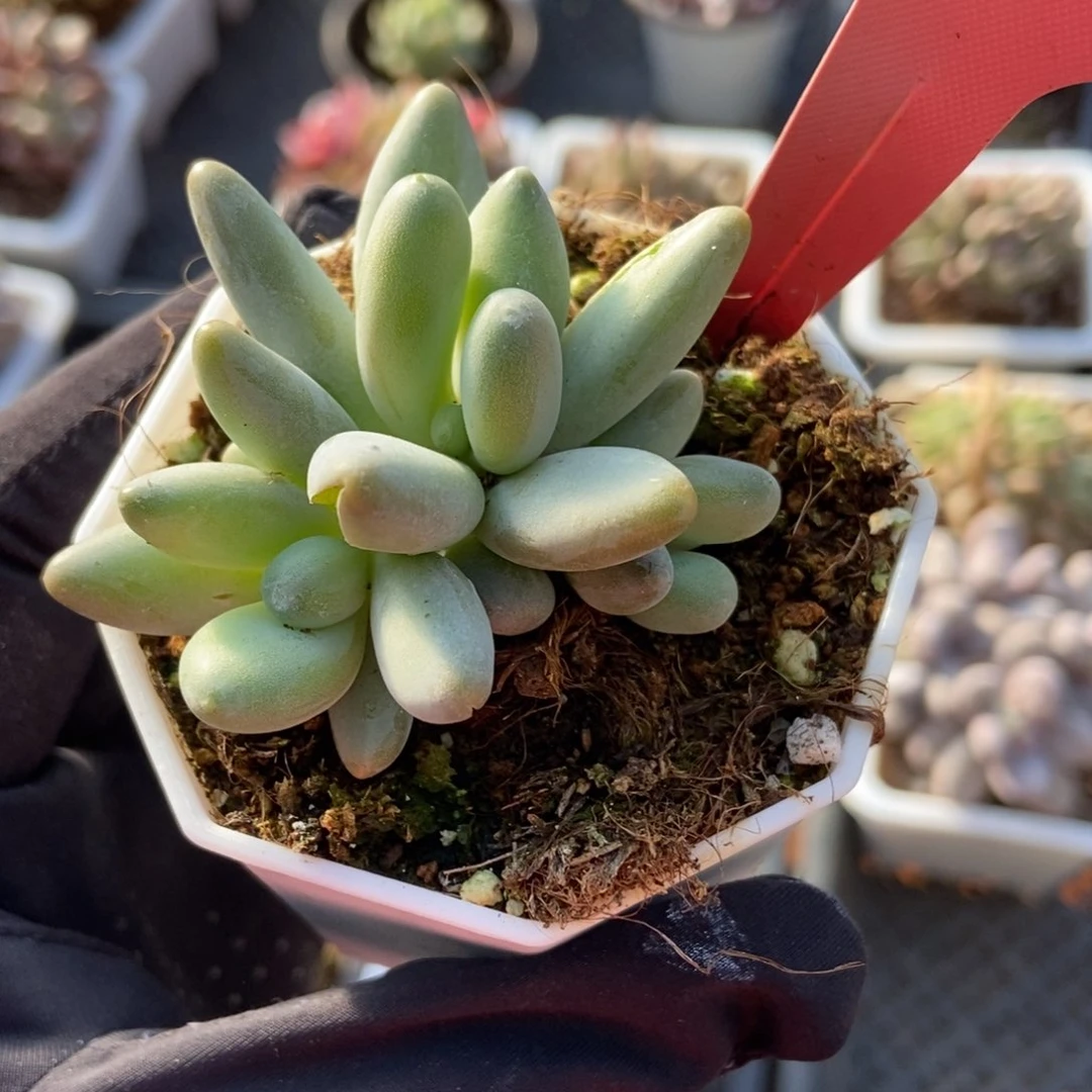 1403白兰地多肉植物