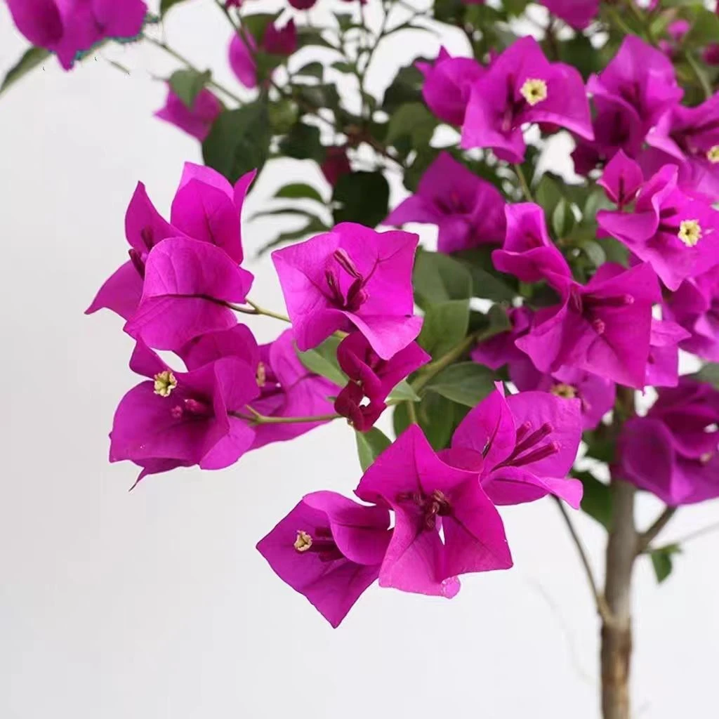 云南紫三角梅老桩原盆发货一盆