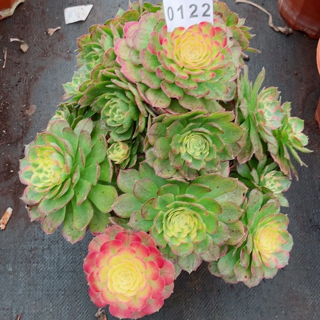 海鲜多肉发货发货