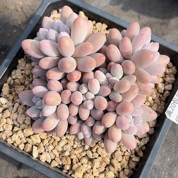 1003092 大叶汤圆群生群生全状态