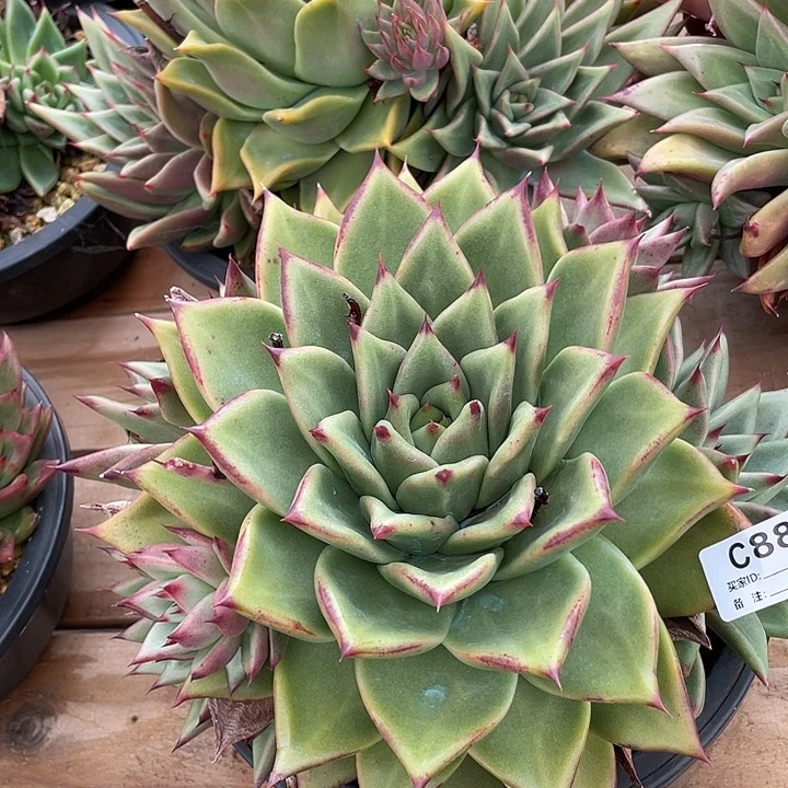 若如东云单拍C880