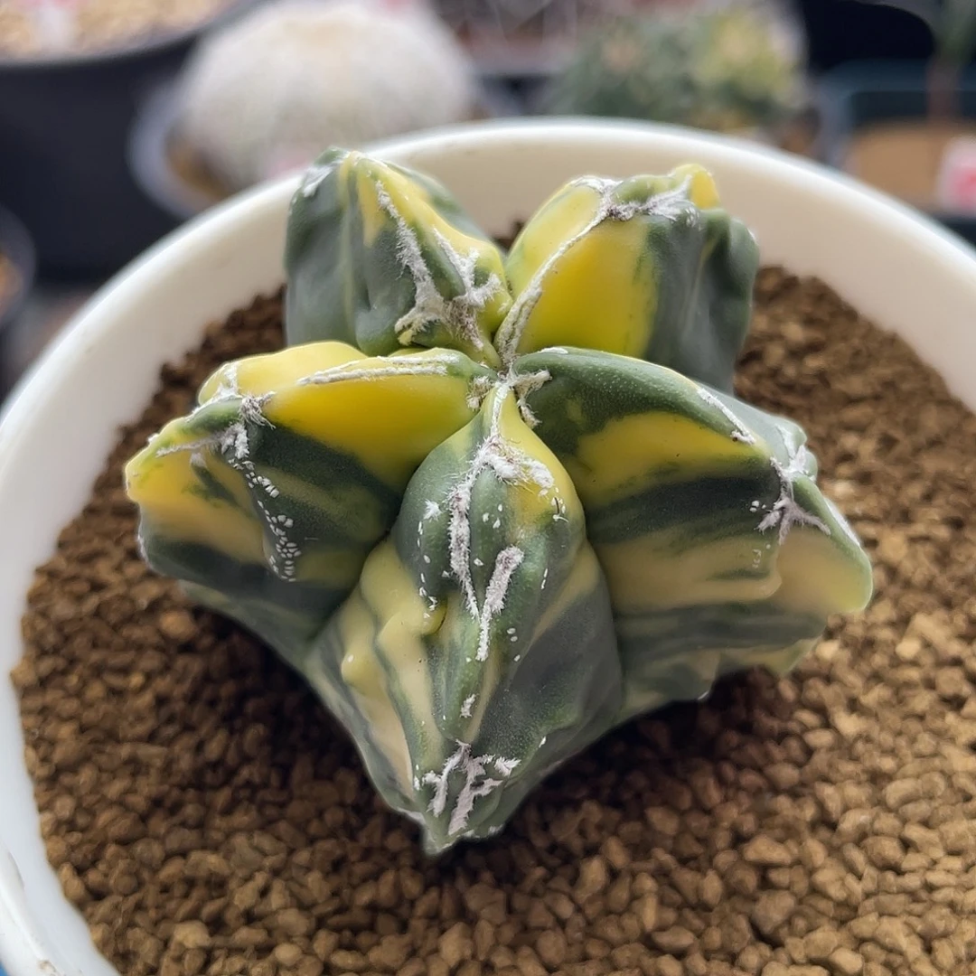 实生火花散斑核桃锦仙人球