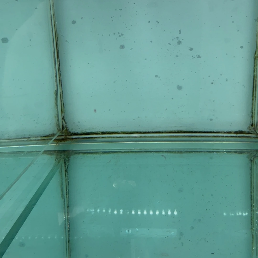 慈鲷1009红鸡。