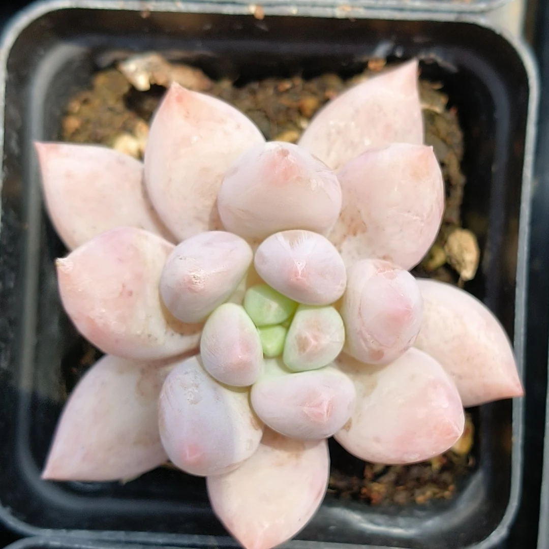 【满19.9包邮】所罗门