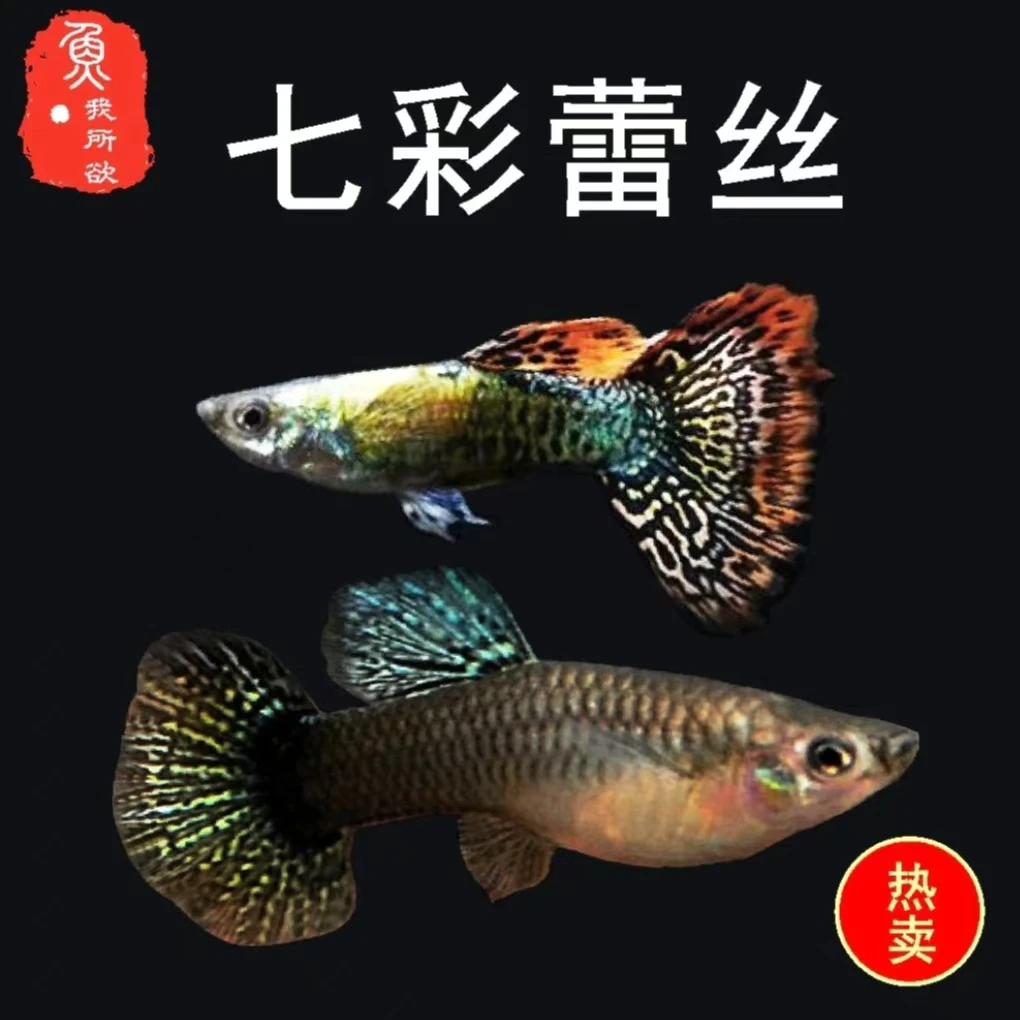 七彩耐活精品孔雀鱼热带观赏鱼小鱼带肚孕母鱼白云群游淡水溪流