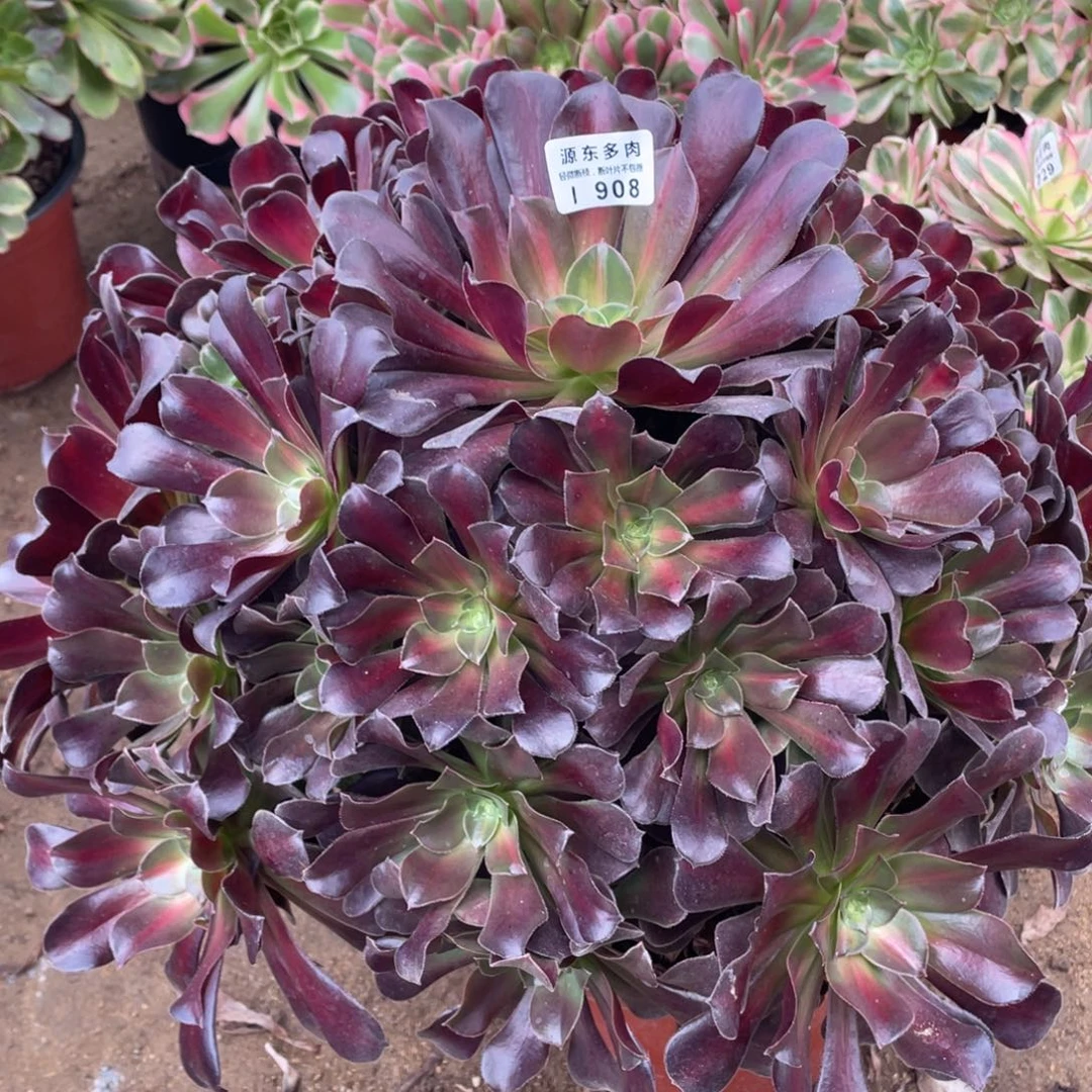 908花娜多肉法师断枝不包