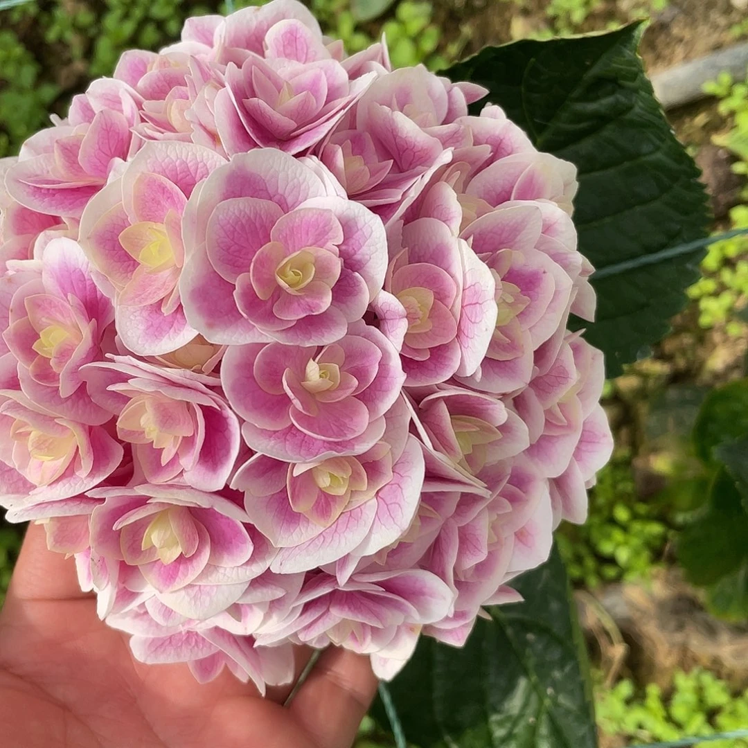 绣球切花一物一拍3枝起包邮,7
