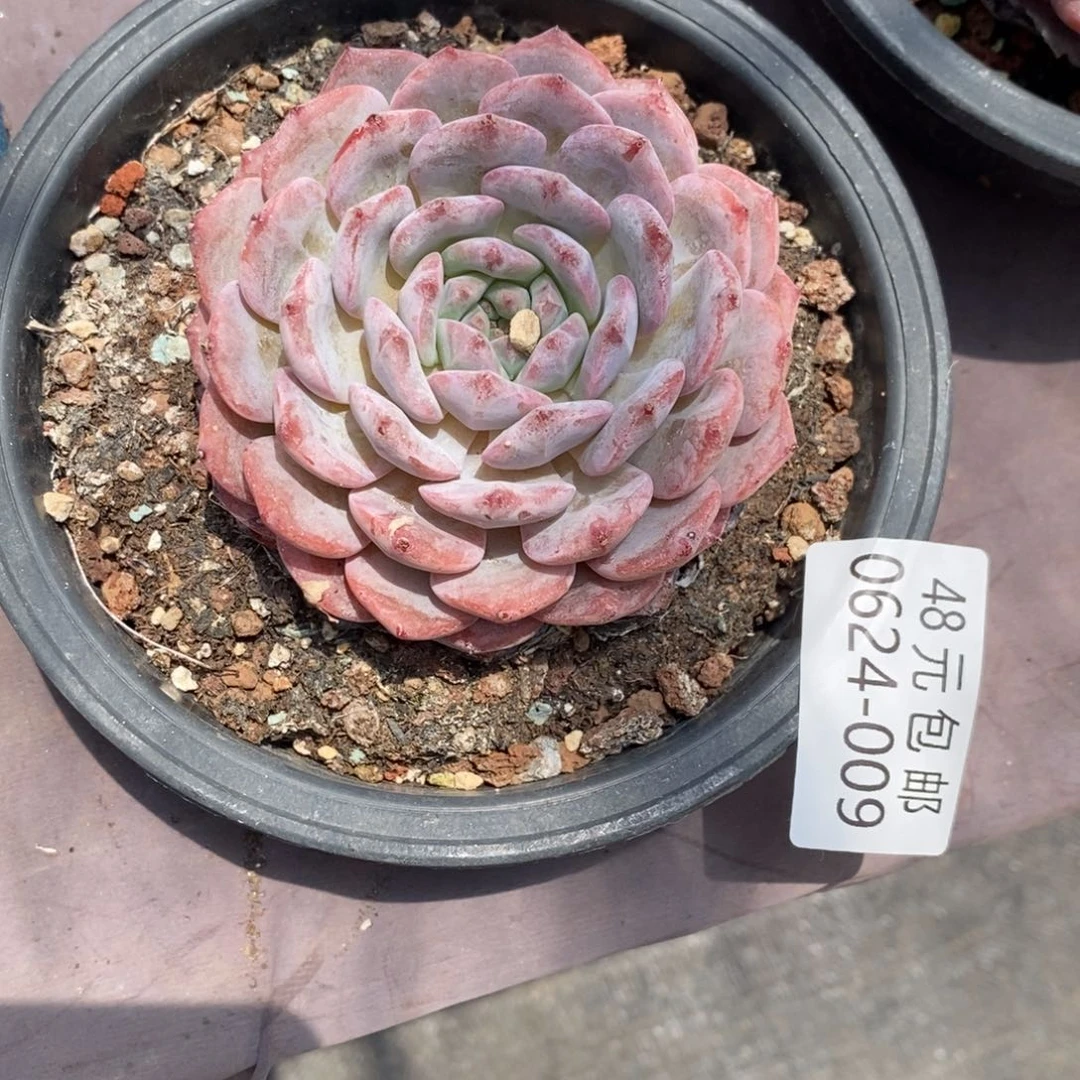 可***鸭夏悦多肉0624-9梦蝶