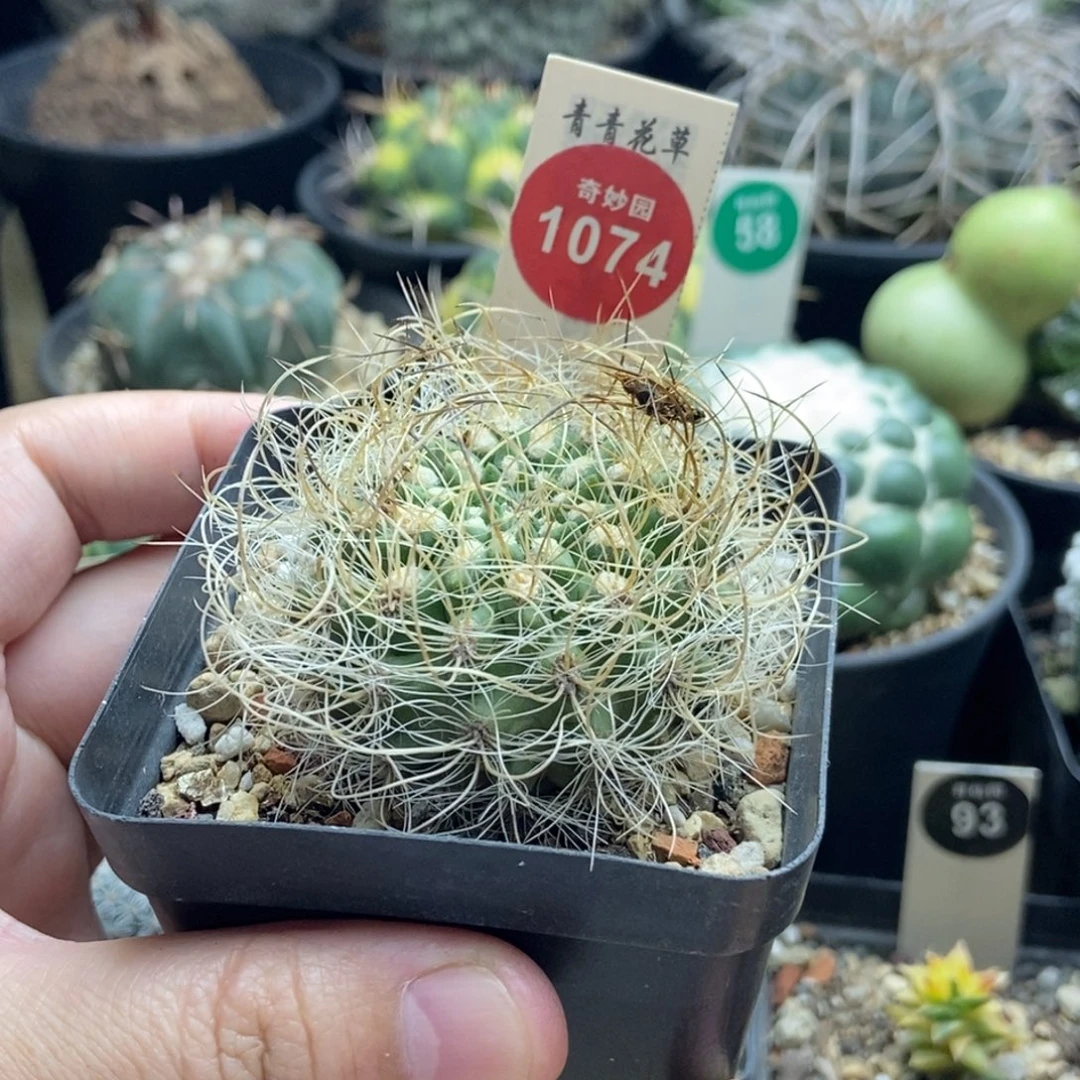 实生狂刺银翁玉4.7cm