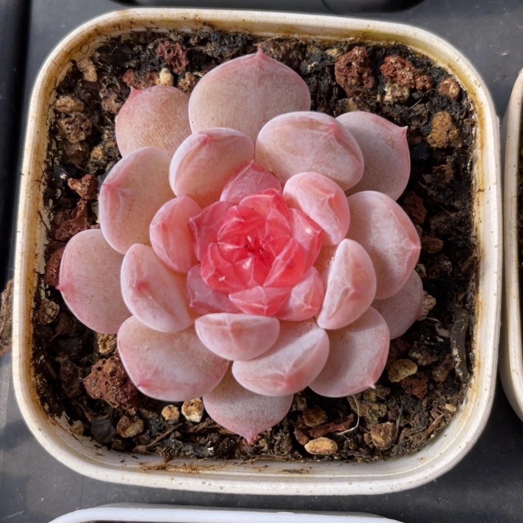 优选落日珍妮多肉1939