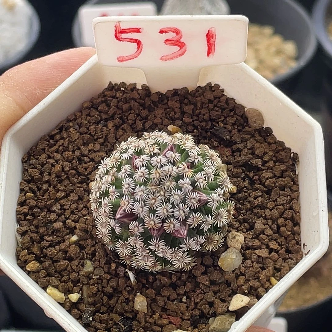 实生紫花克氏丸 好多花苞