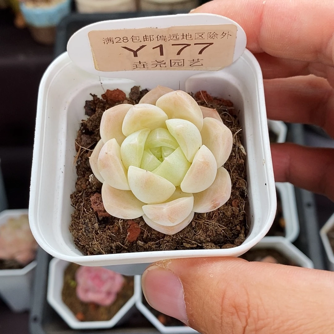 0177 白桃汽水 4cm