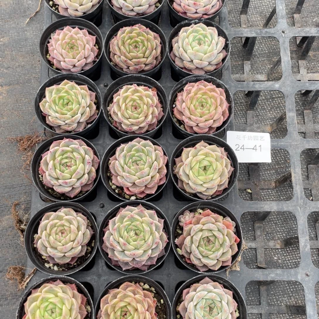 一物一拍18棵24-41