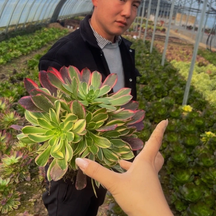 金丝雀多肉植物捧花