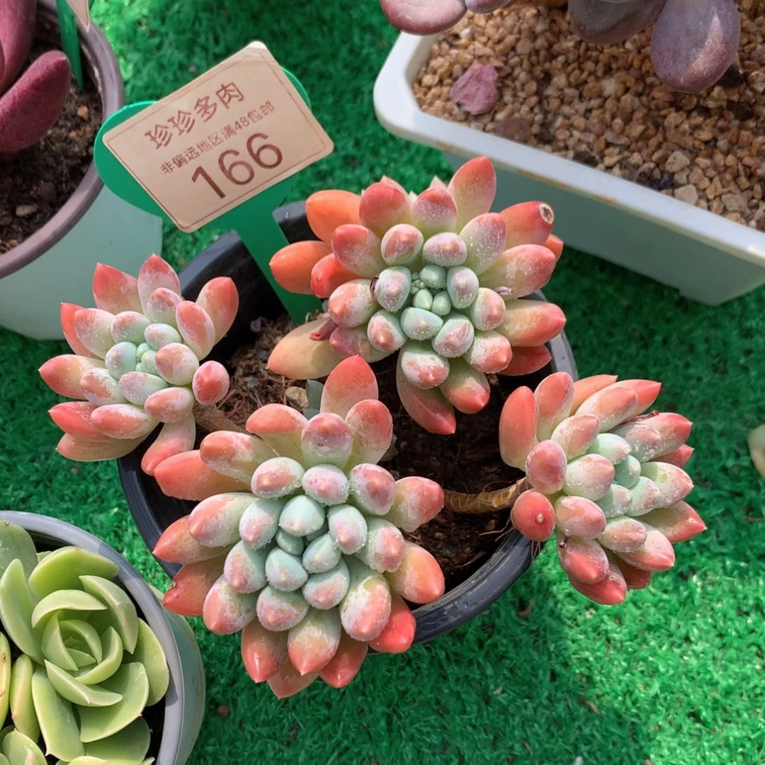 七彩奶糖老桩无砍166