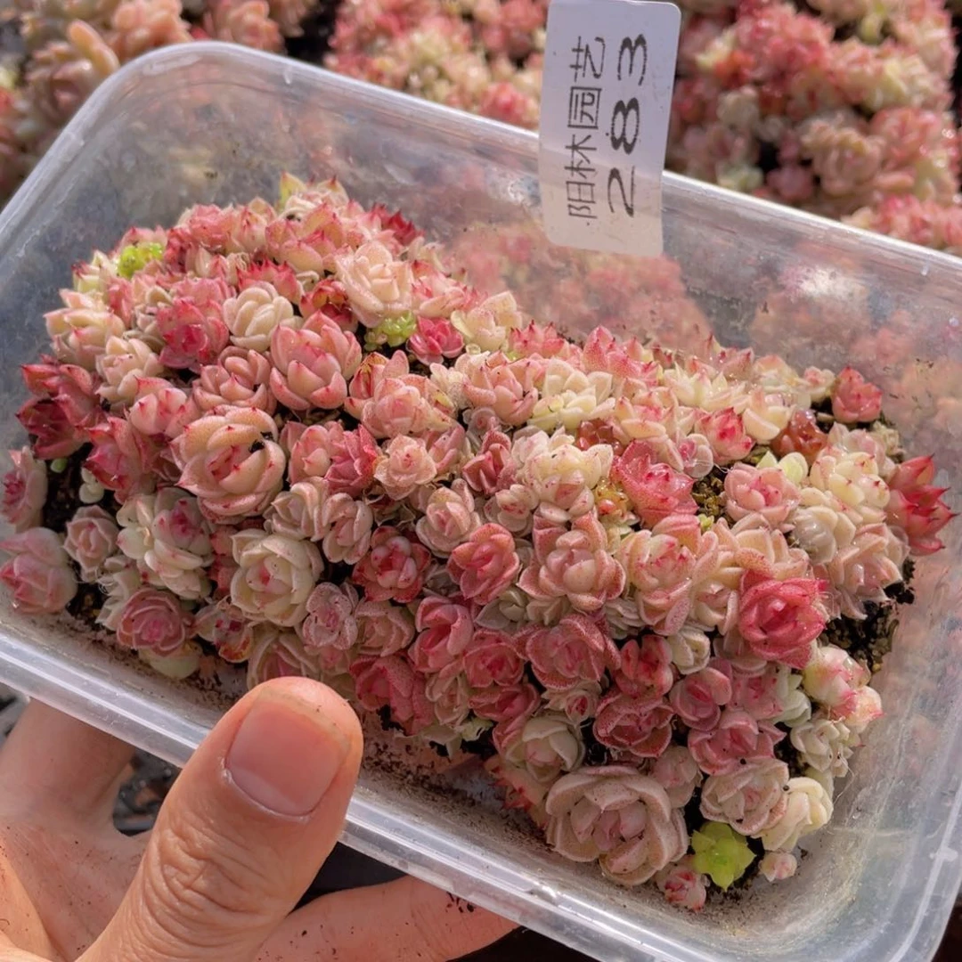 多肉植物多肉植物283