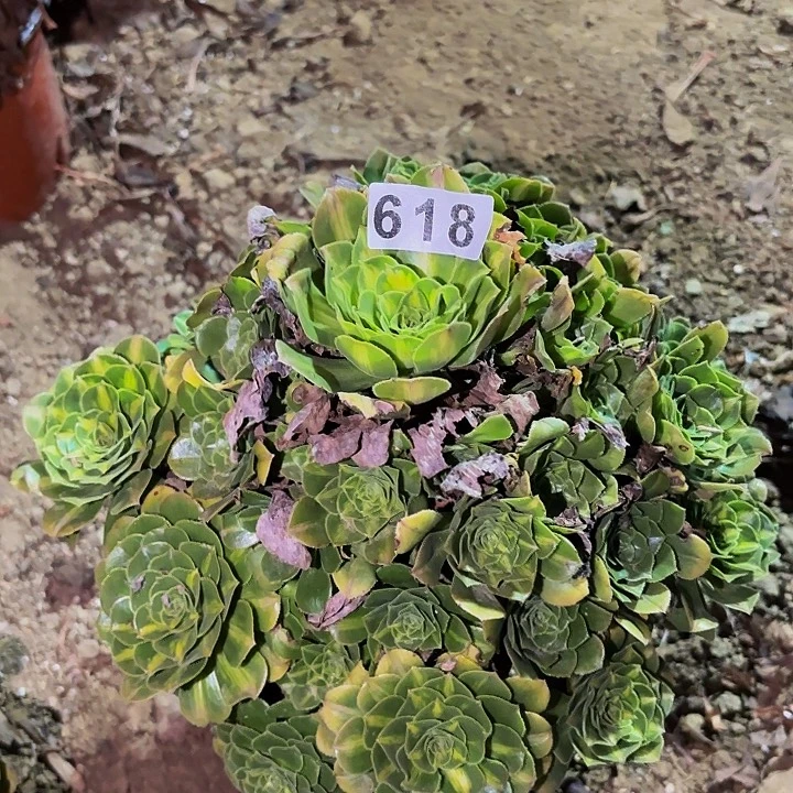 618夜光杯多肉植物