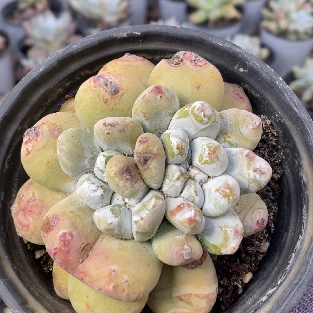 2073双头拇指哈哈哈哈哈哈哈哈哈哈哈