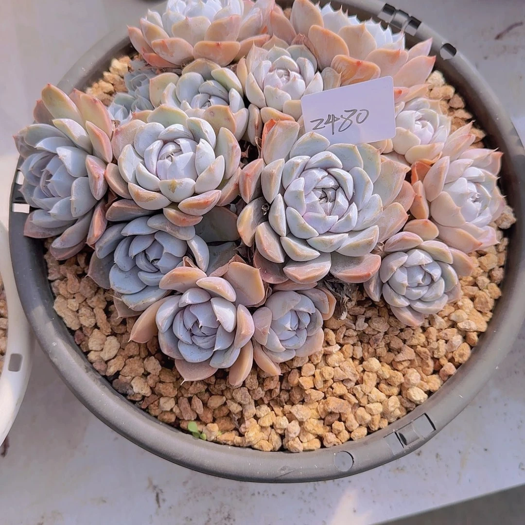 2480雪兔多肉植物