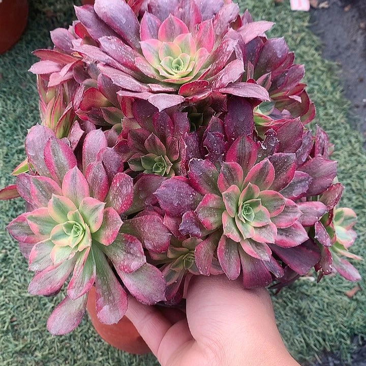 987安娜多肉植物