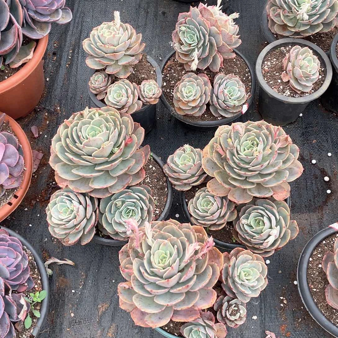 白雪公主9.9米  量拍多肉