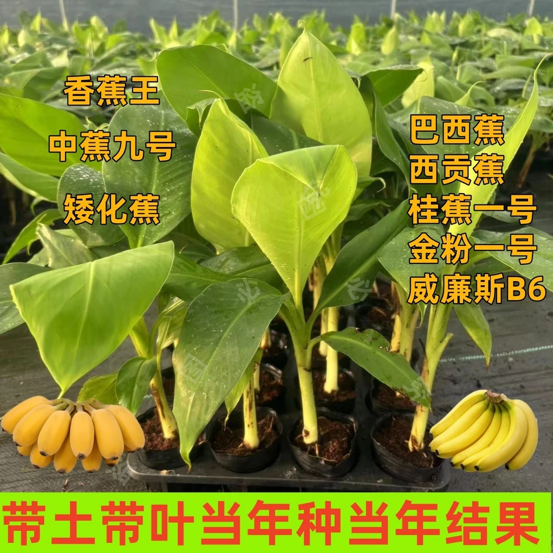 香蕉苗中蕉9号香蕉树苗粉蕉苗带杯叶大蕉威廉斯b6矮化耐寒芭蕉果