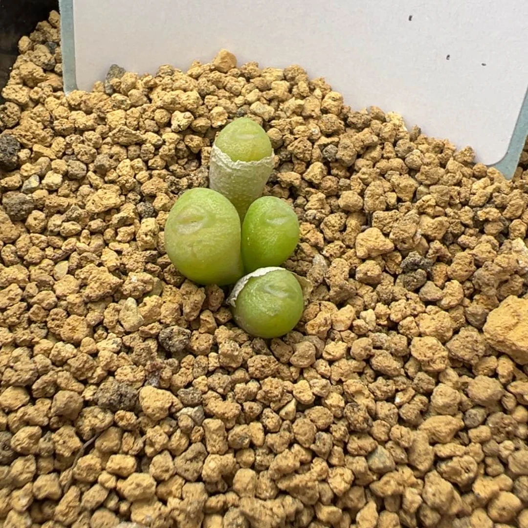 24-173肉锥多肉植物