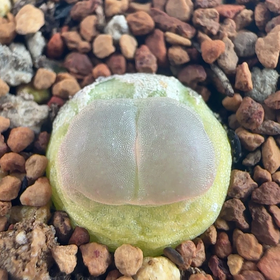 1806/尺寸1.0/紫皮拉登/