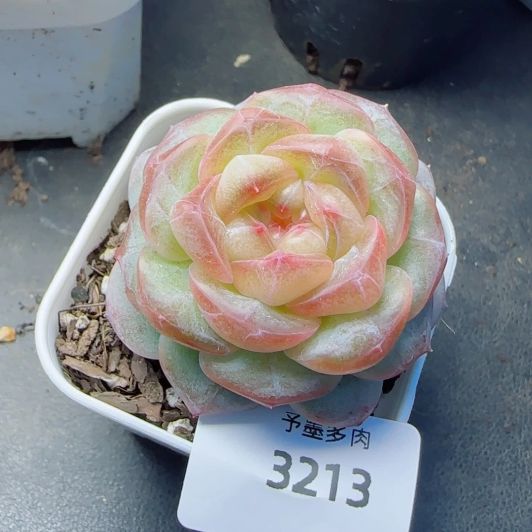 秃子脸珍妮，3213多肉植物