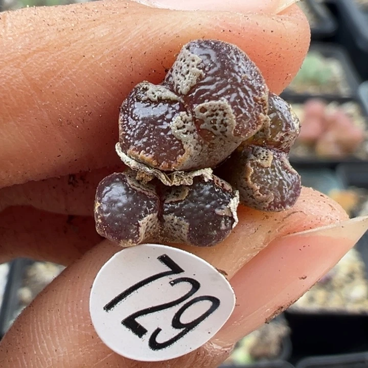 729干11111111111111