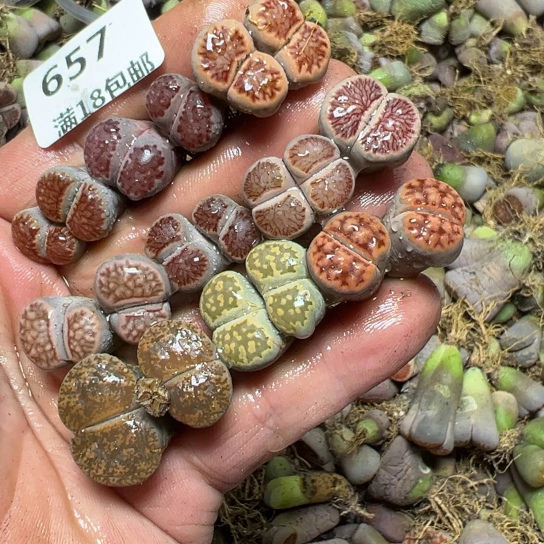 【闪购商品】 657。