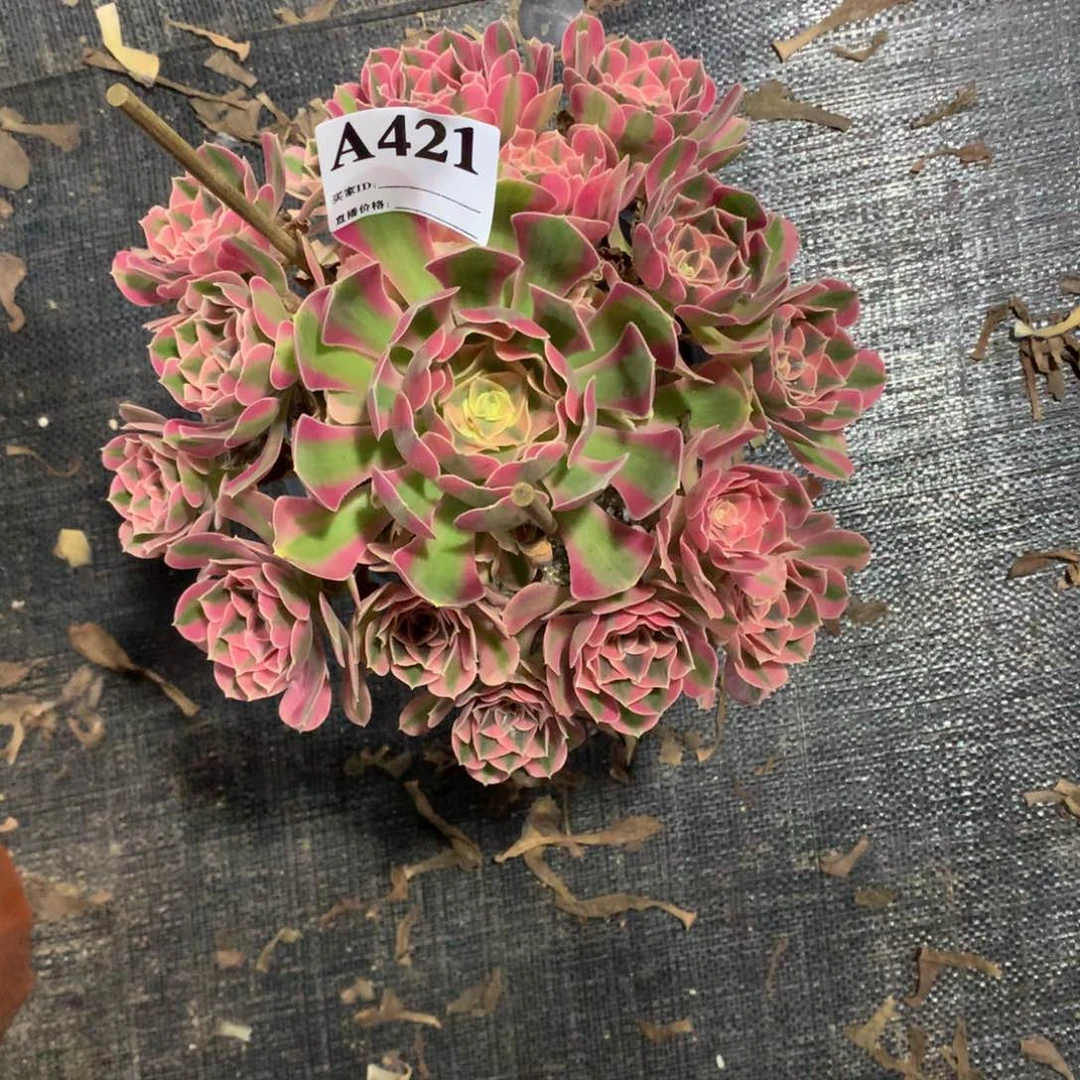 粉女巫421法师多肉植物