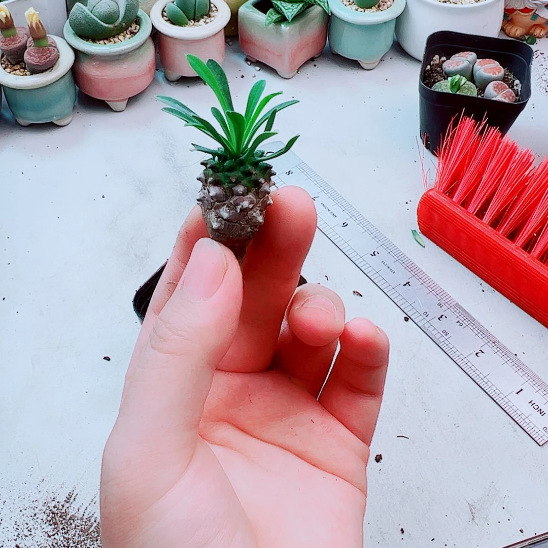 峨眉山多肉植物1颗