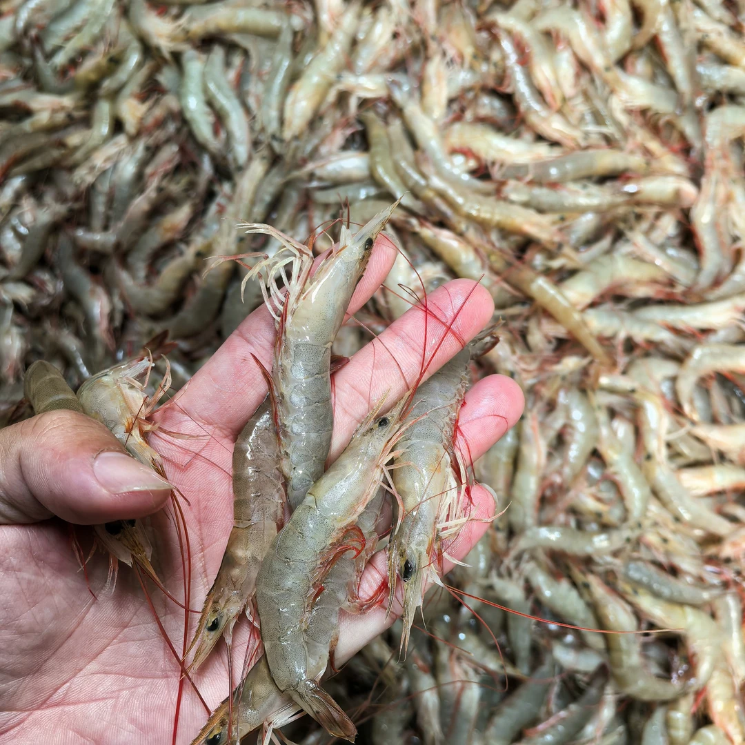 海陵岛近海小麻虾 红爪虾 小卢虾新鲜靓水真空包装