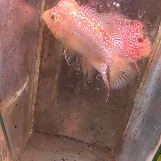 海水鱼22222222222