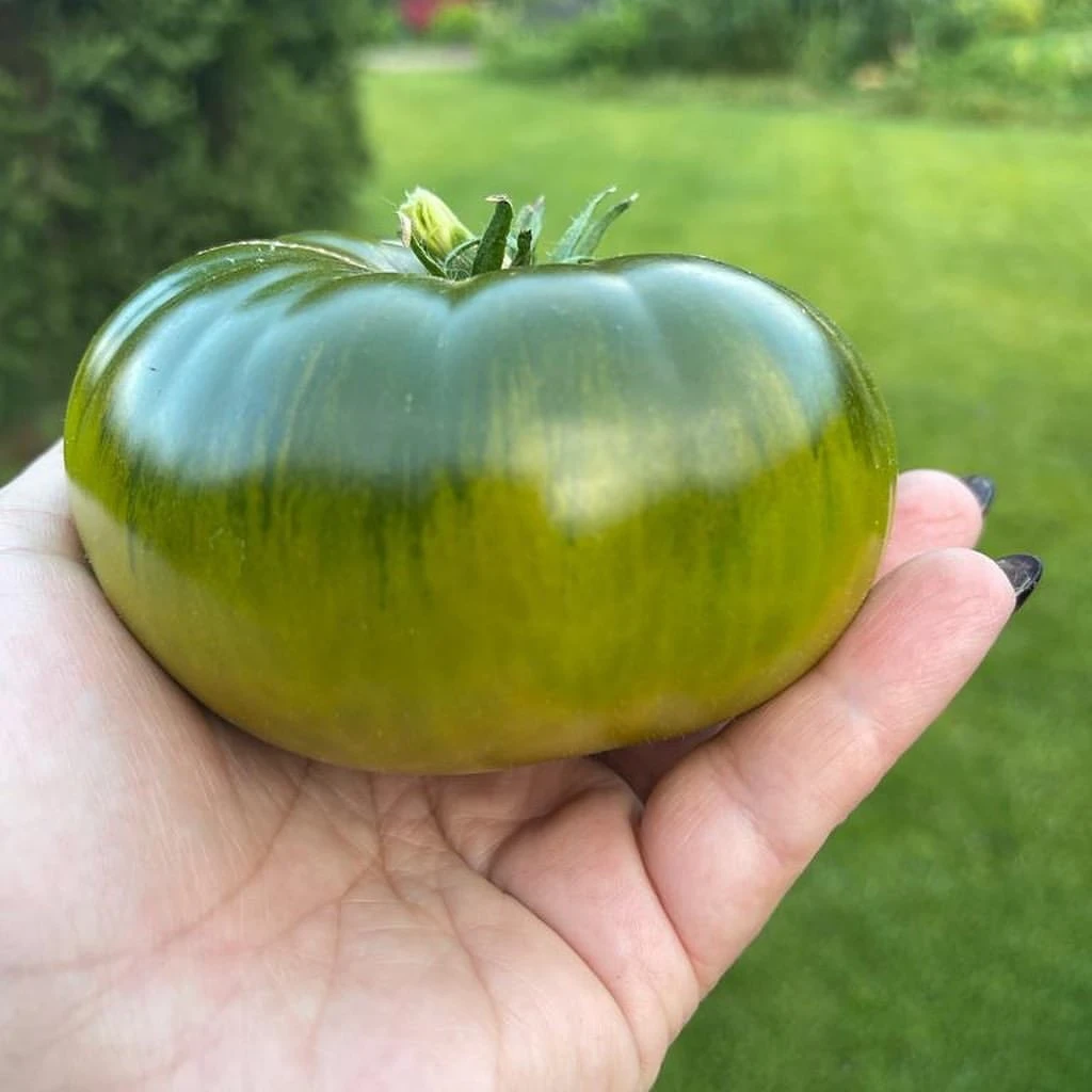 沼泽5粒种子俄罗斯绿番茄品种庭院露台荒野拾遗录传家宝满29包邮