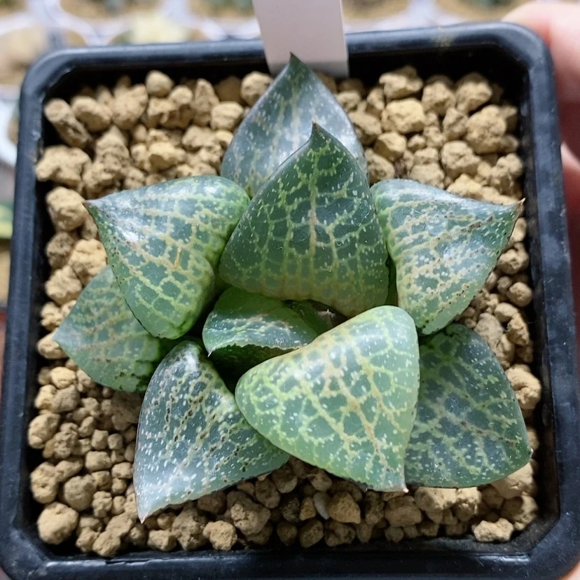 【闪购商品】82白鲸康平