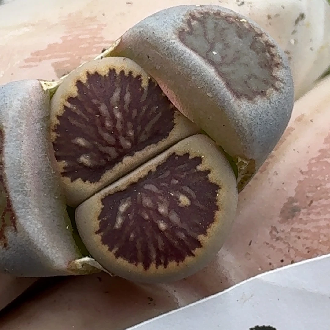 50多肉哈哈哈哈哈哈哈哈哈哈