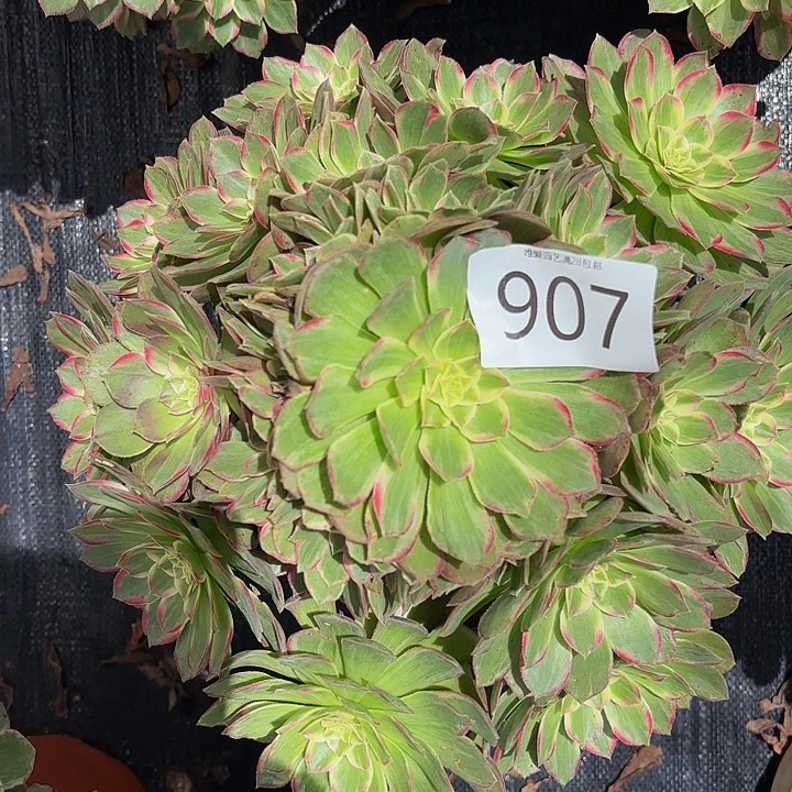 多肉植物福利907个