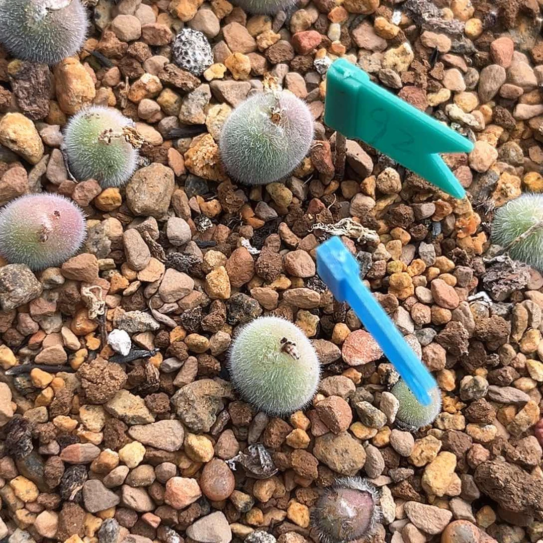 多肉植物肉锥满58包邮