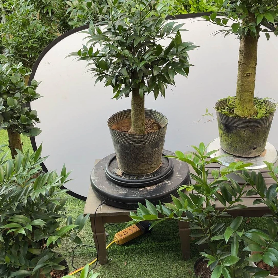 完全开放竹柏老桩一物一拍顺丰包邮