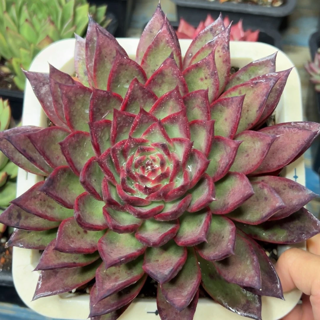 多肉植物一物一拍（34号）