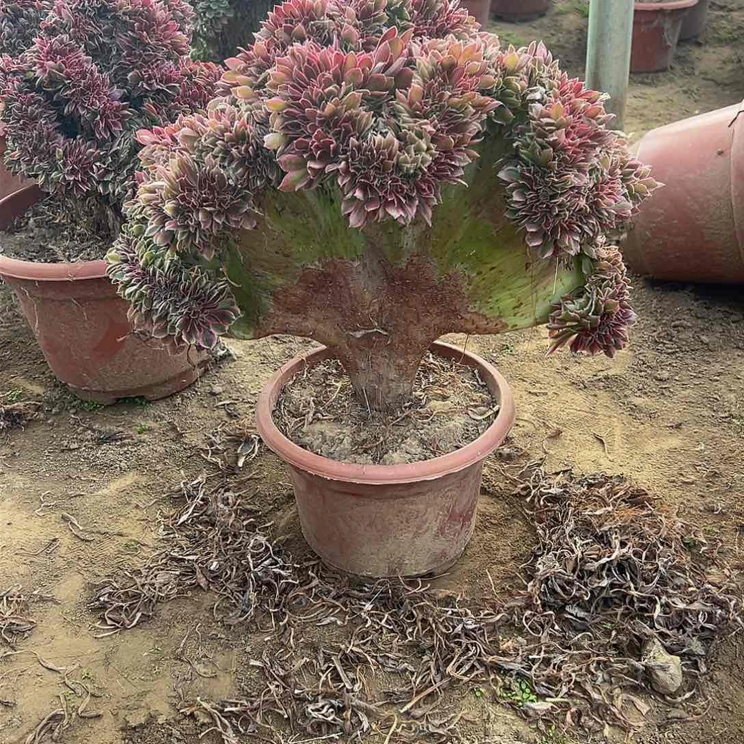 虫*女神缀化脱土发货