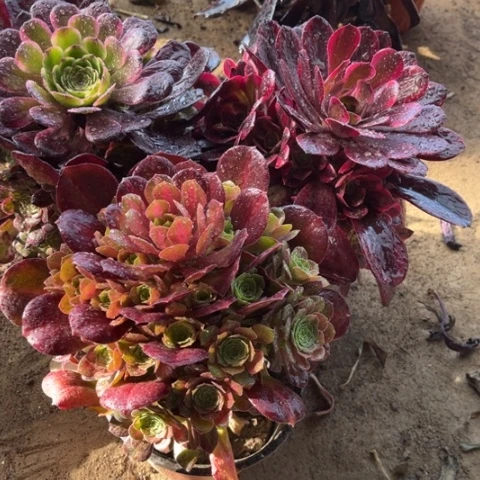 111多肉植物组合