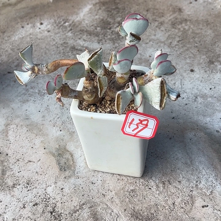 希***嘻一物一拍白眉多肉139